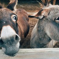 Donkey