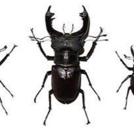 INSECT
