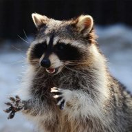 raccoon