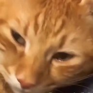 OrangeCat