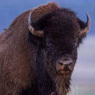 BigBison