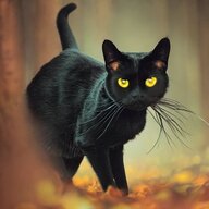 jet-black
