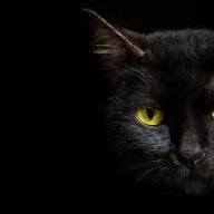 Black_Cat