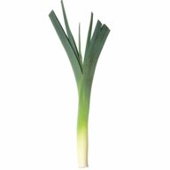 leek