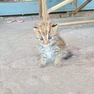 prtozfngdiot