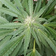 ogdarkush