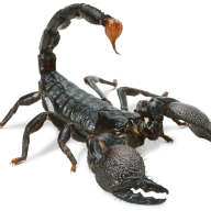 Scorp