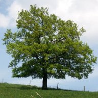 hoyayor445