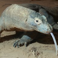 rayomcquee