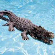 alligator