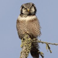 HawkOwl