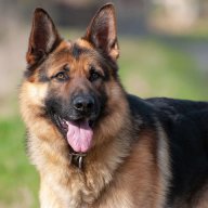 Thegshep
