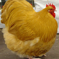 dalbaeb1337