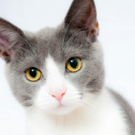 new_cat