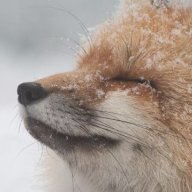 floofyship