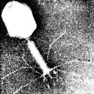 Phage1307