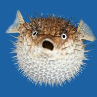 blowfishcloud