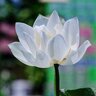 whitelotus