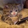 radiocat