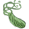 bacterium