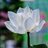 whitelotus