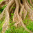 Treetrunk