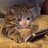 radiocat