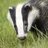badgerbdger