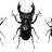 INSECT
