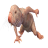 placenta
