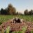 Molehill