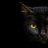 Black_Cat