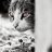 NumberPass