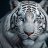 tigerwolf