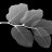m.alomari5