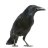 Pectin6852