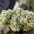 herbzzilla