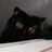 cat night