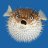 blowfishcloud