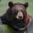 bigbear246