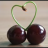 tomatocerise