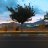 comane